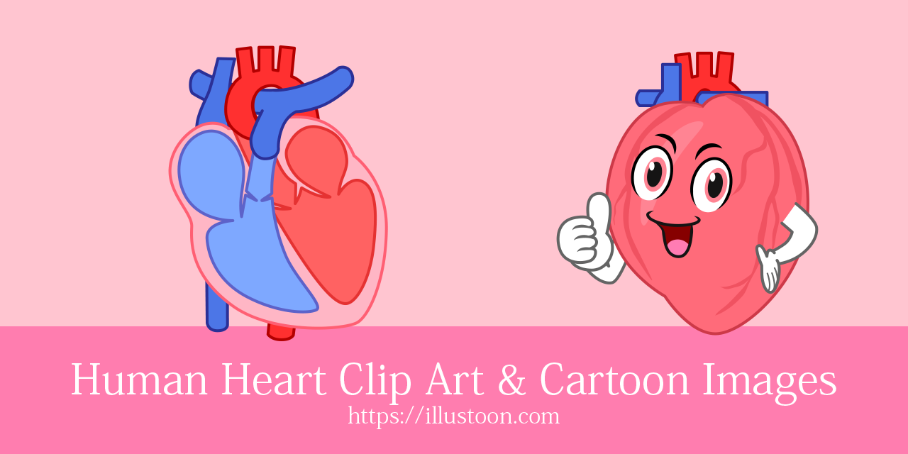 Human Heart Clip Art & Cartoon Free Images