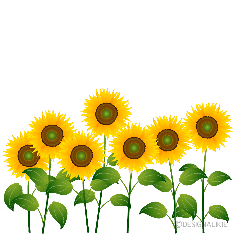 Muchos Girasoles