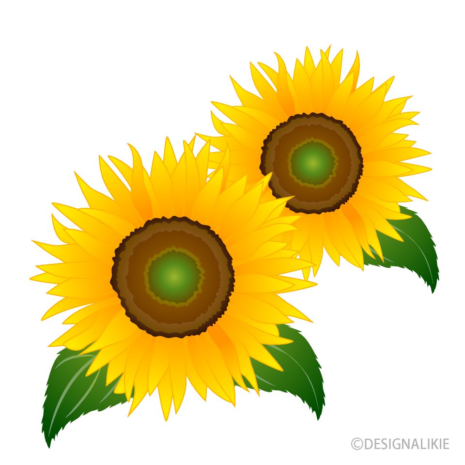 Sunflower Flowers