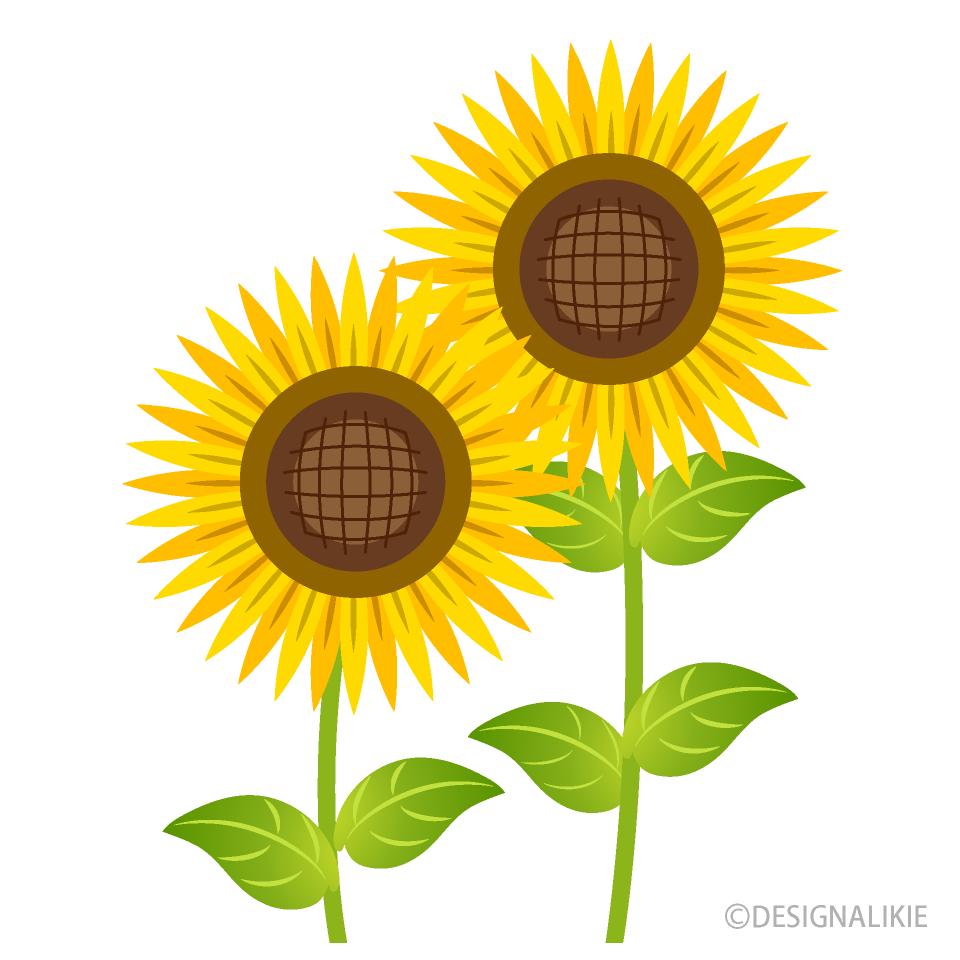 Dos Girasoles Simples