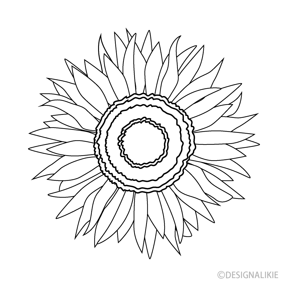 Flor de Girasol en Blanco y Negro