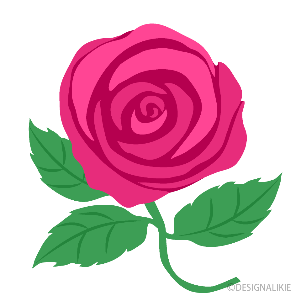 Pink Rose