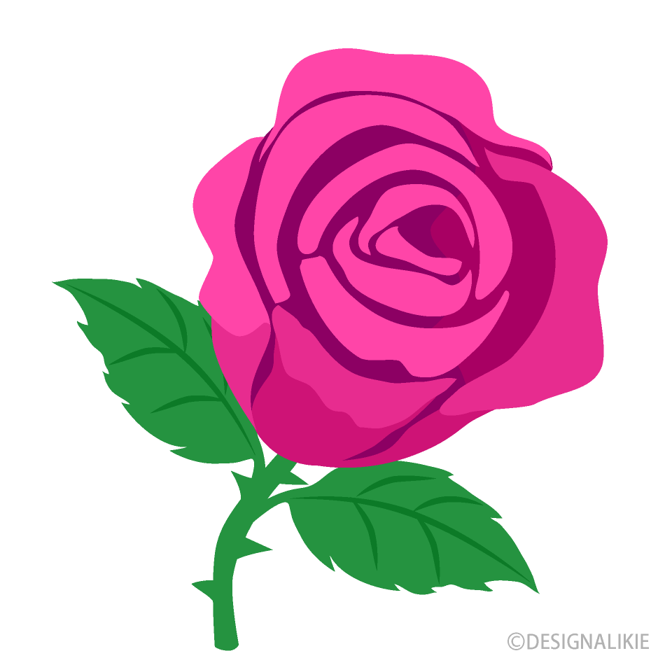 Pink Rose Flower