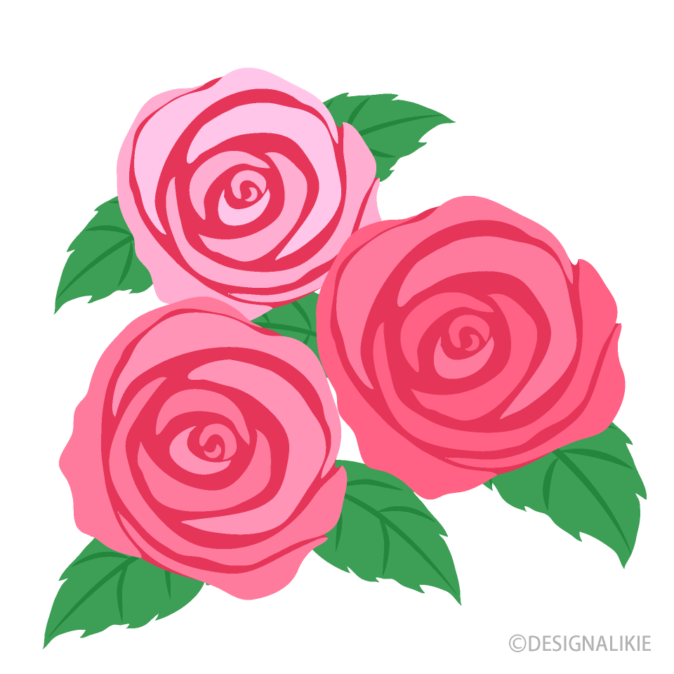 Three Pink Roses