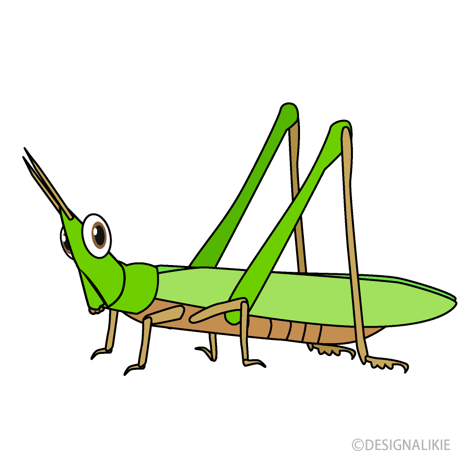 Grasshopper