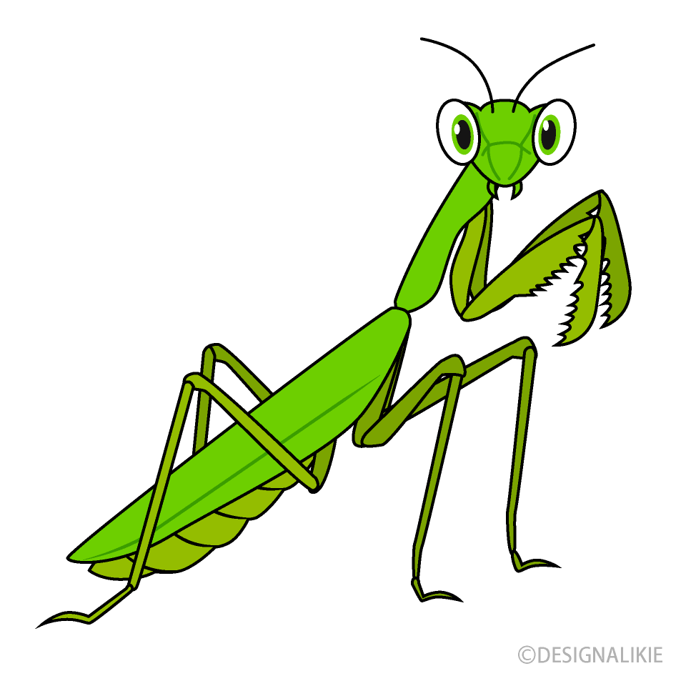 Praying Mantis