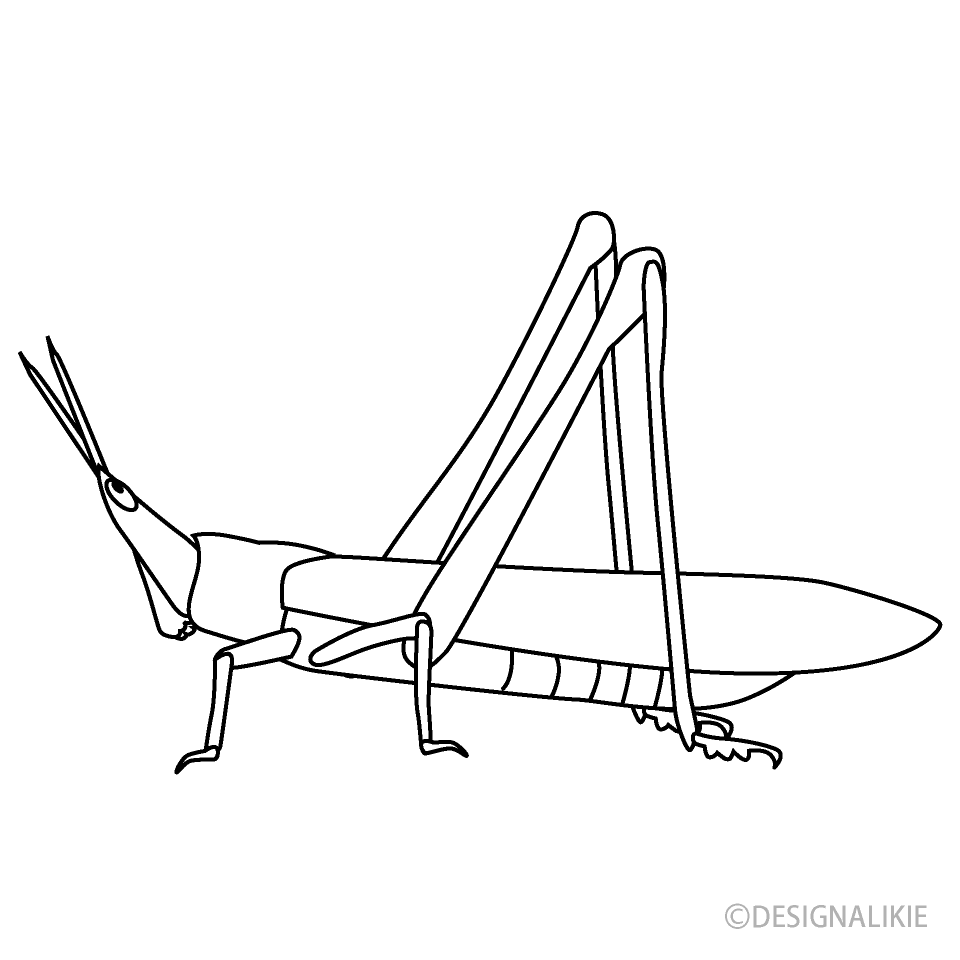 Grasshopper