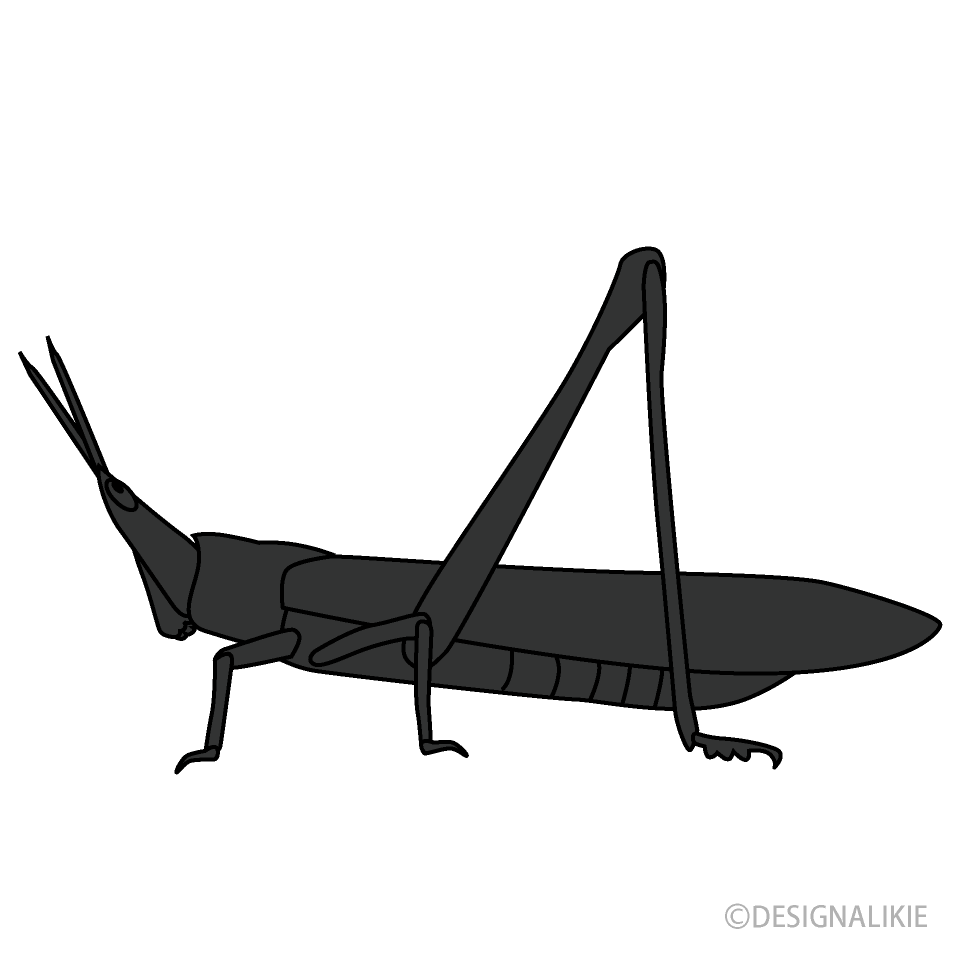 Grasshopper