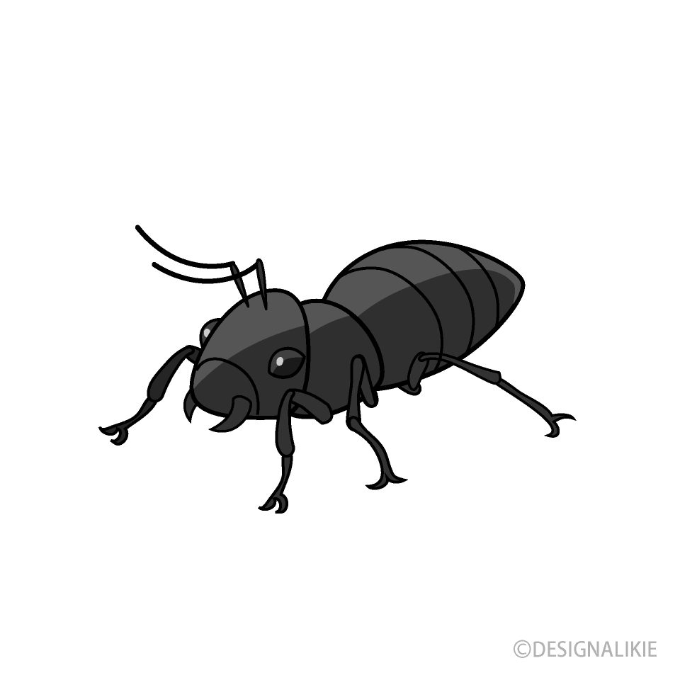 Ant