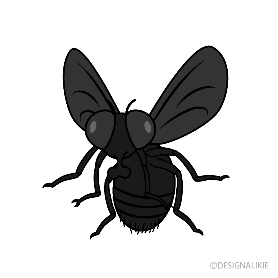 Standing Fly