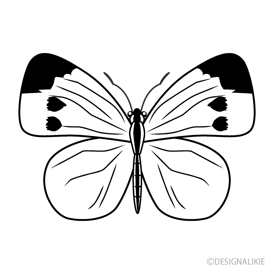 Mariposa Repollo