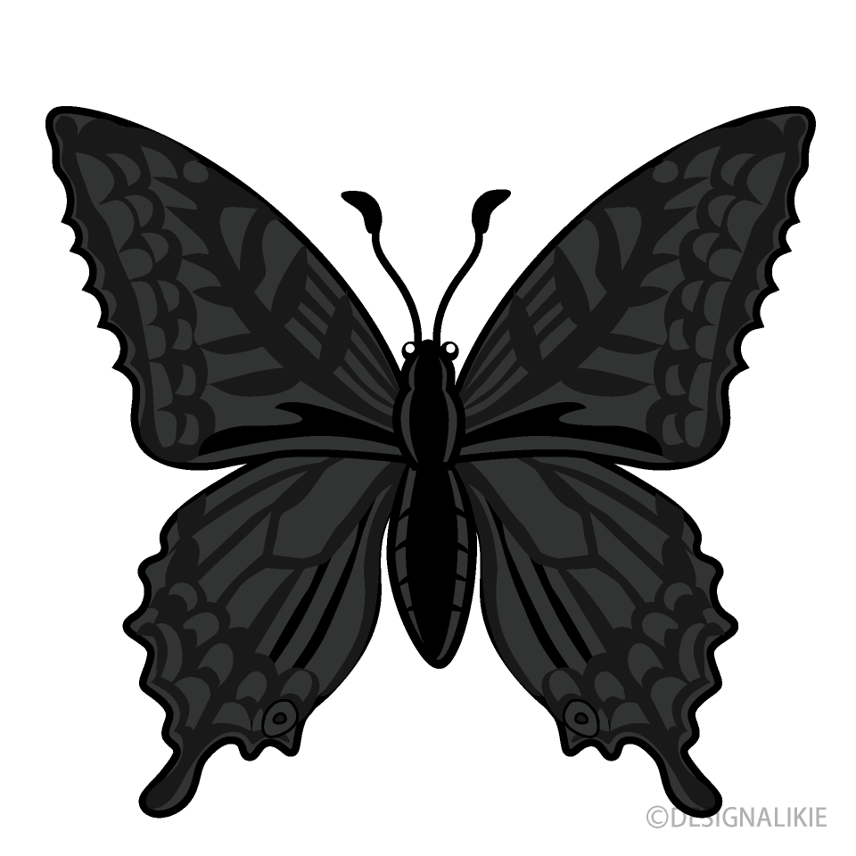 Swallowtail Butterfly