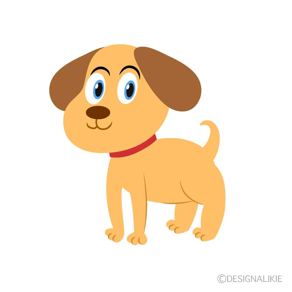 Cachorro