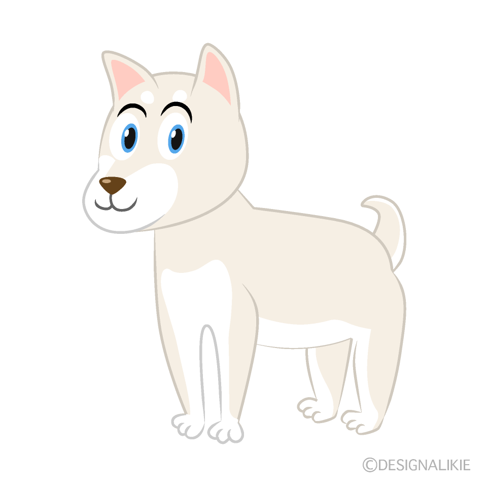 Perro Shiba Blanco