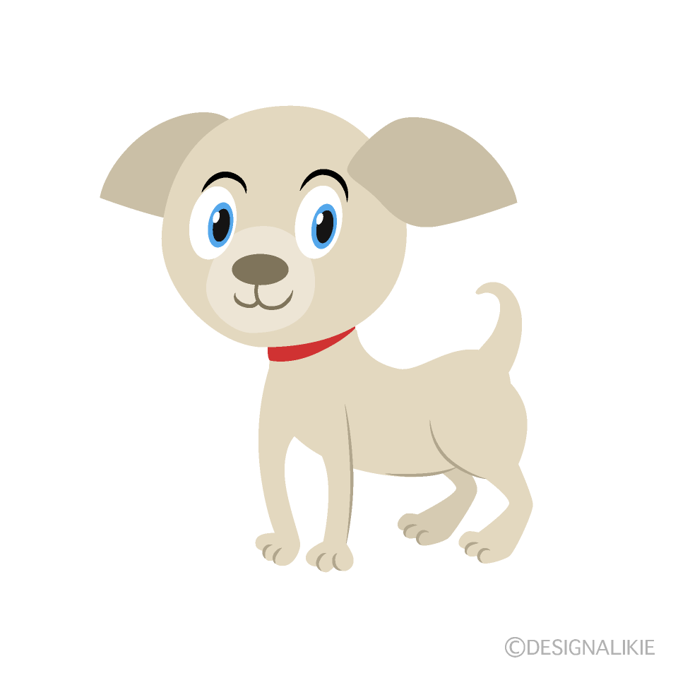 Perro Chihuahua