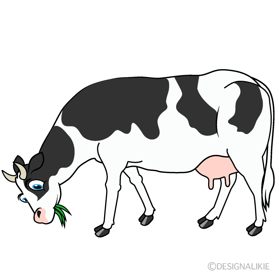 Eating Cow