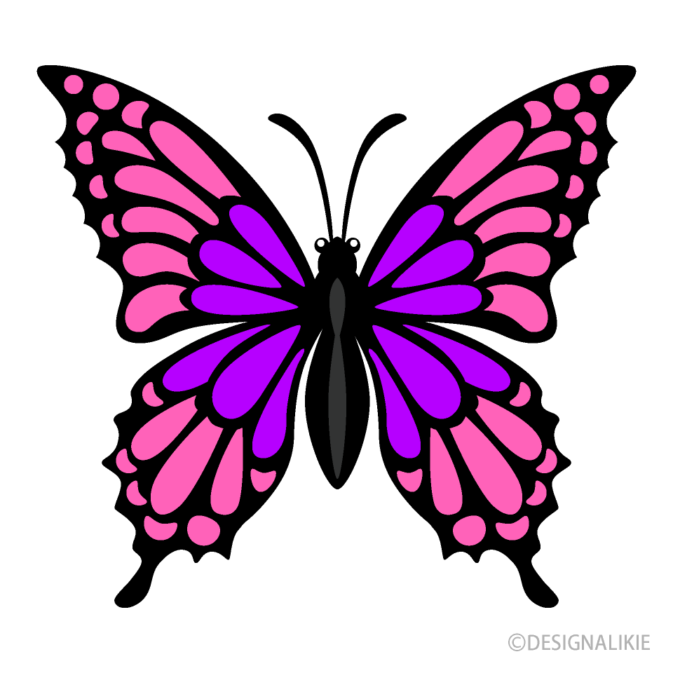 Mariposa Rosa Morado