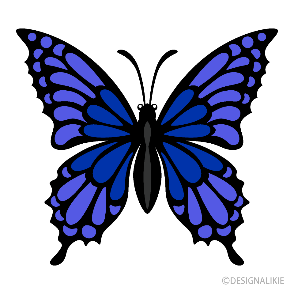 Mariposa Azul Marino