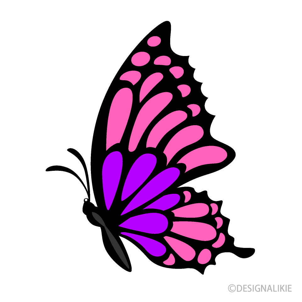 Mariposa Rosa Morado Lateral