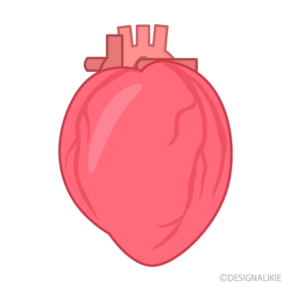 Human Heart