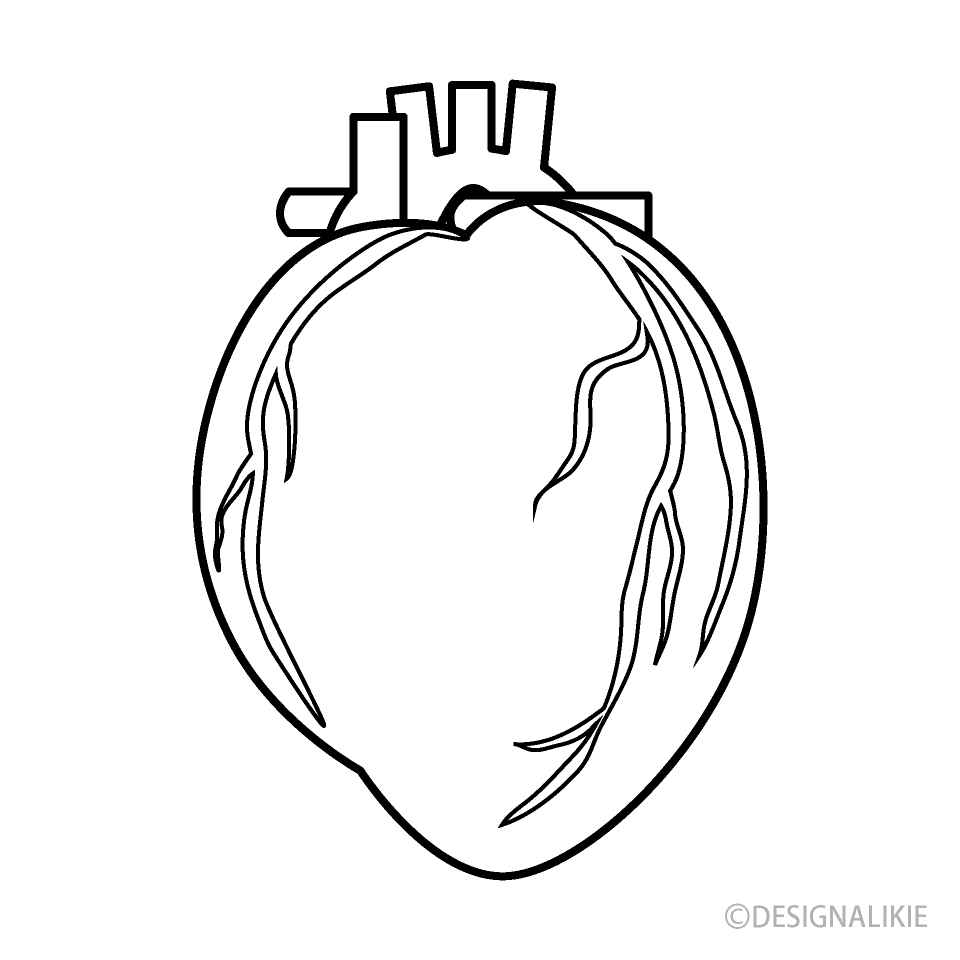 Human Heart