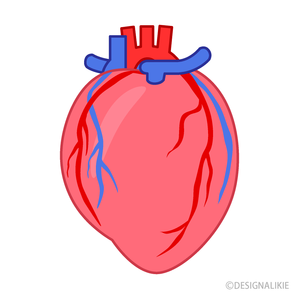 Arterial-Venous Heart