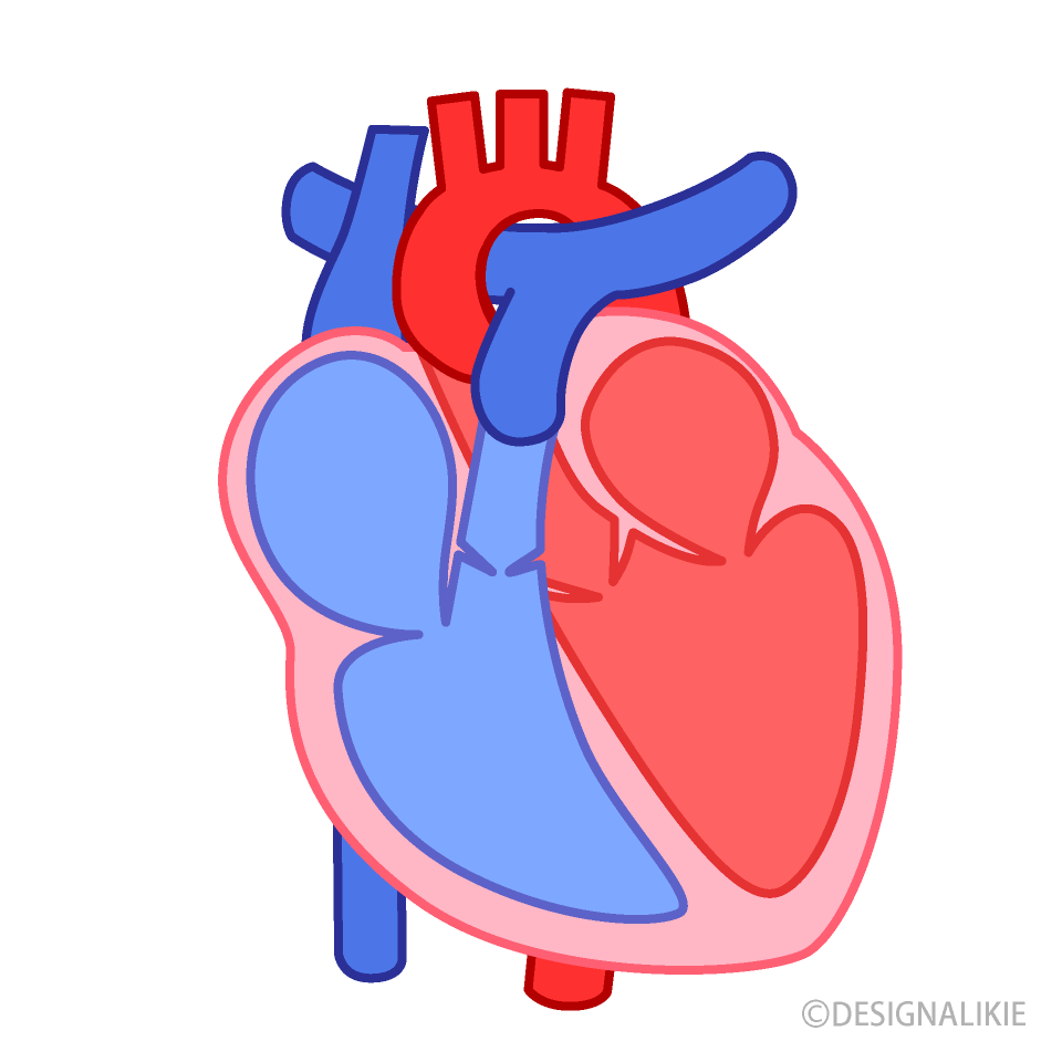 Heart Interior