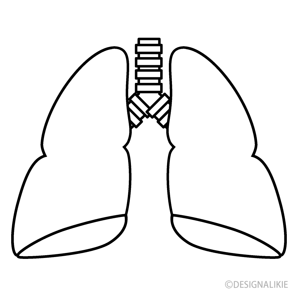 Lung