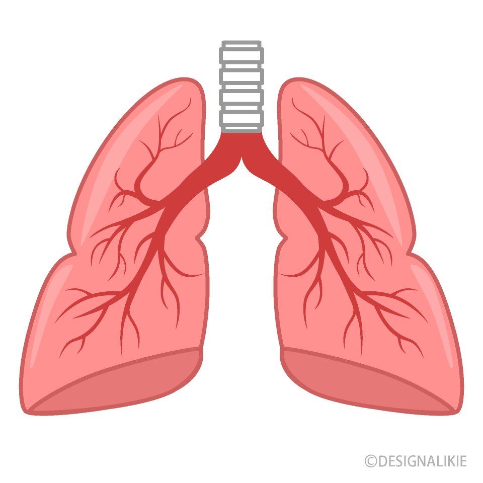 Bronchus