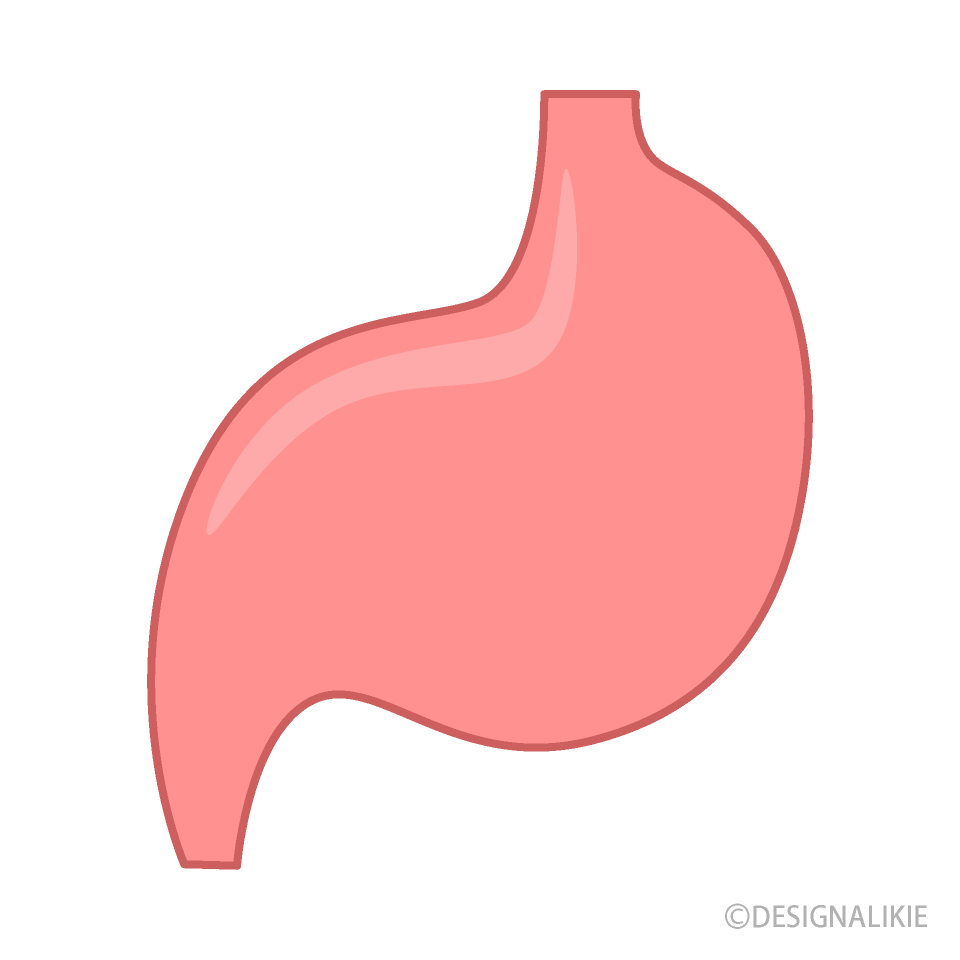 Stomach