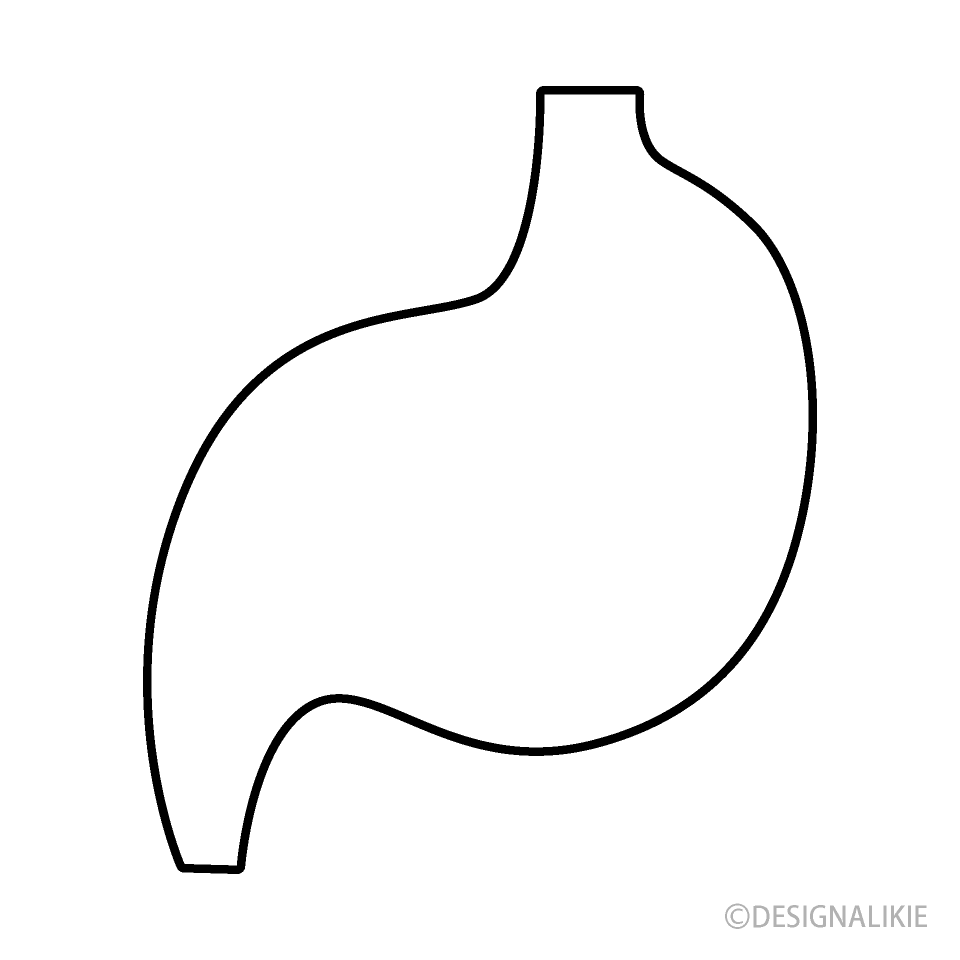 Stomach