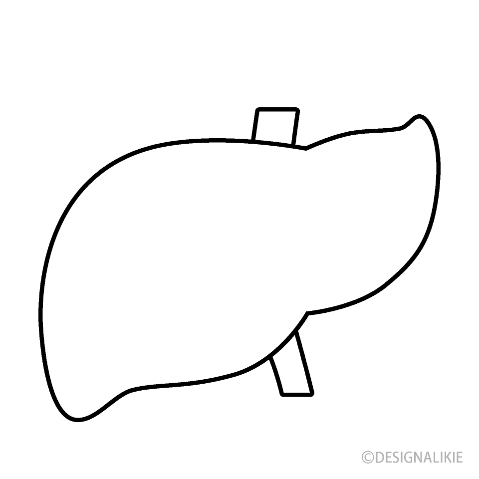 Liver