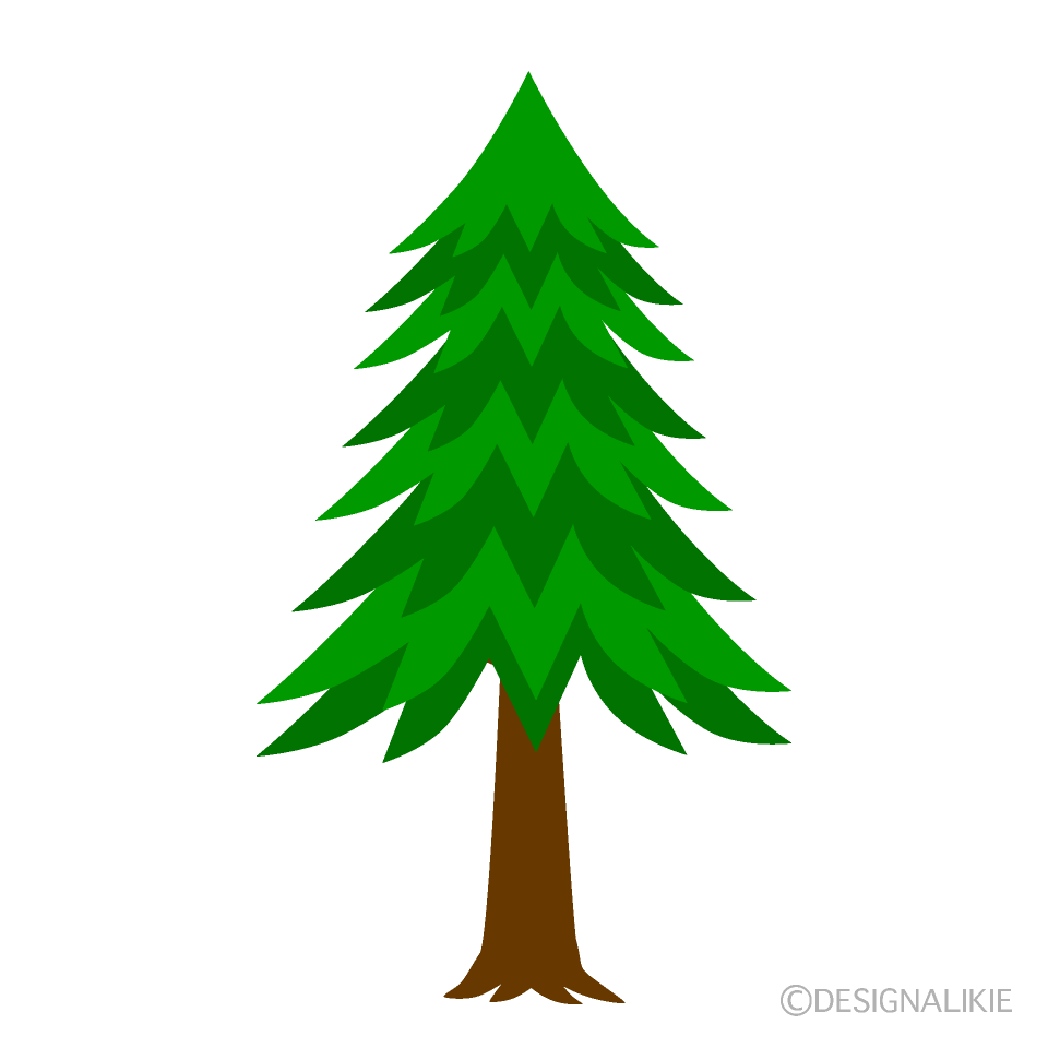 Evergreen Tree