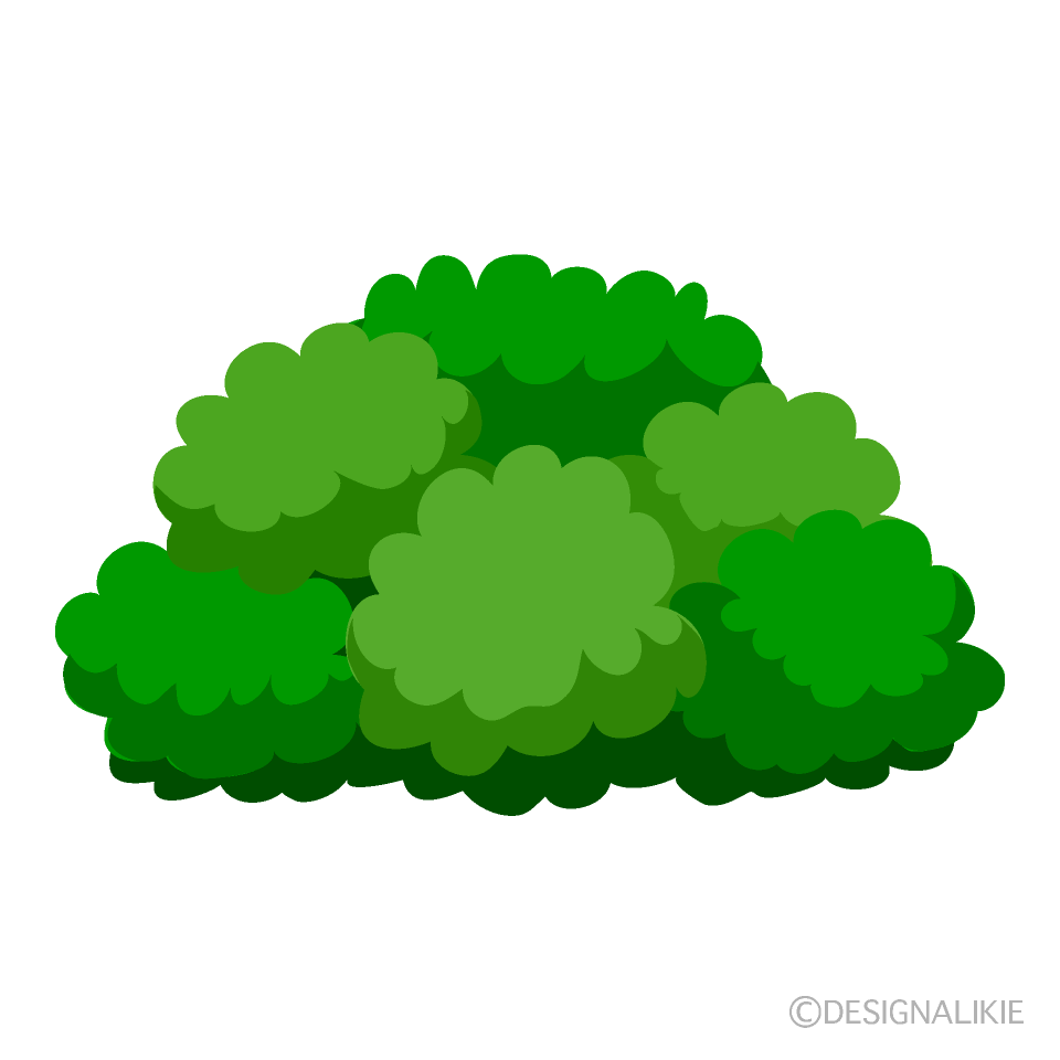 Bush