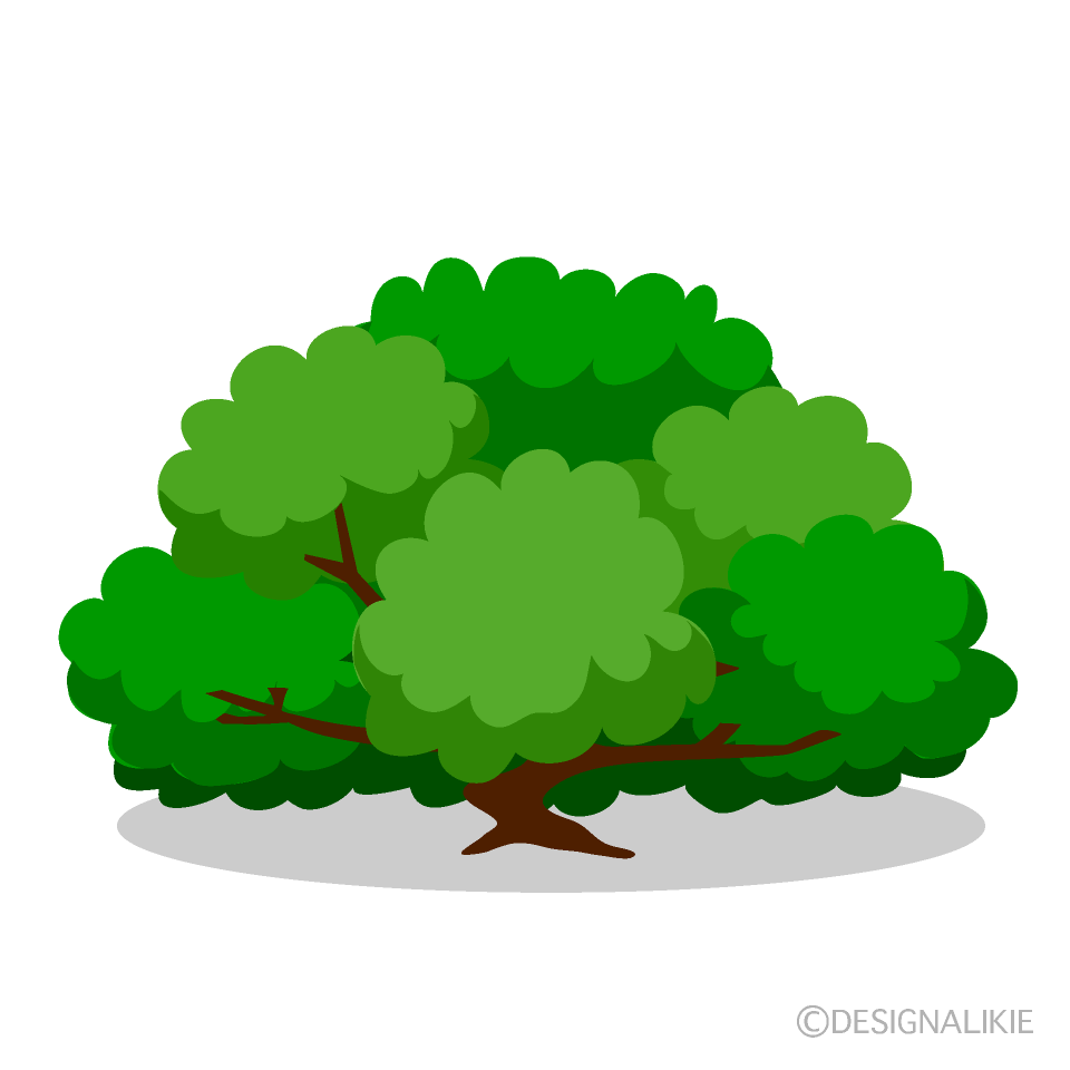 Bush Tree