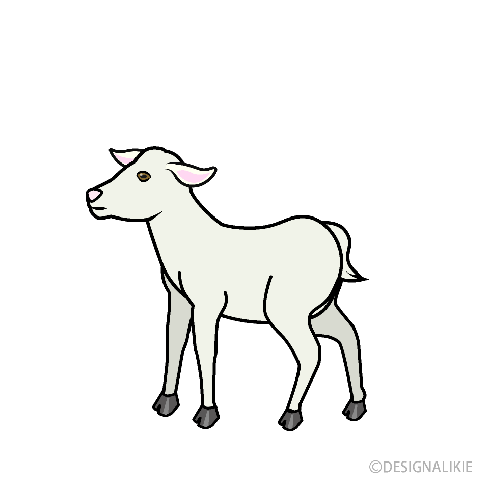 Cabra Bebé