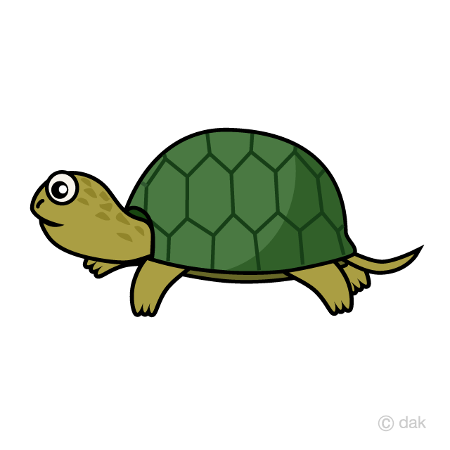 Tortoise