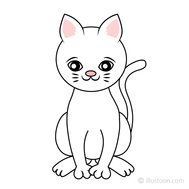 Lindo gato blanco