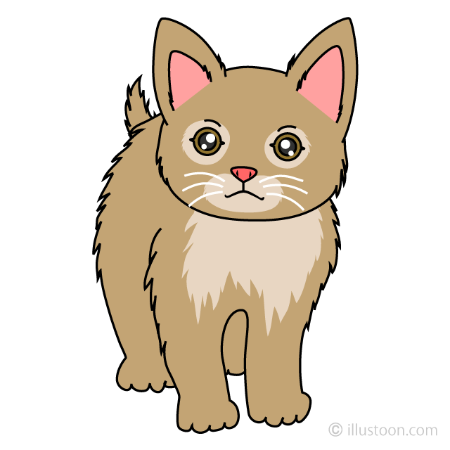 Gatito