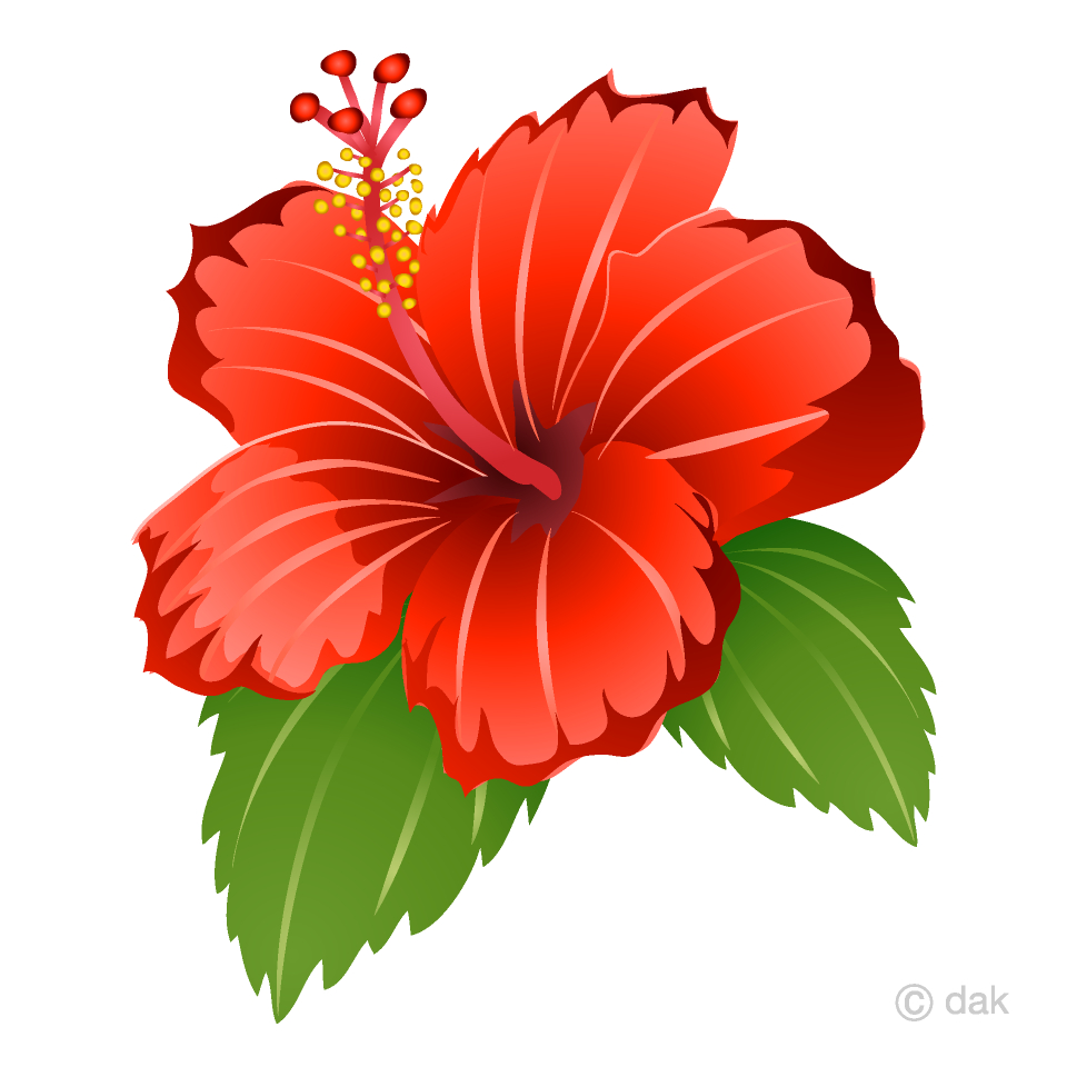 Hibiscus