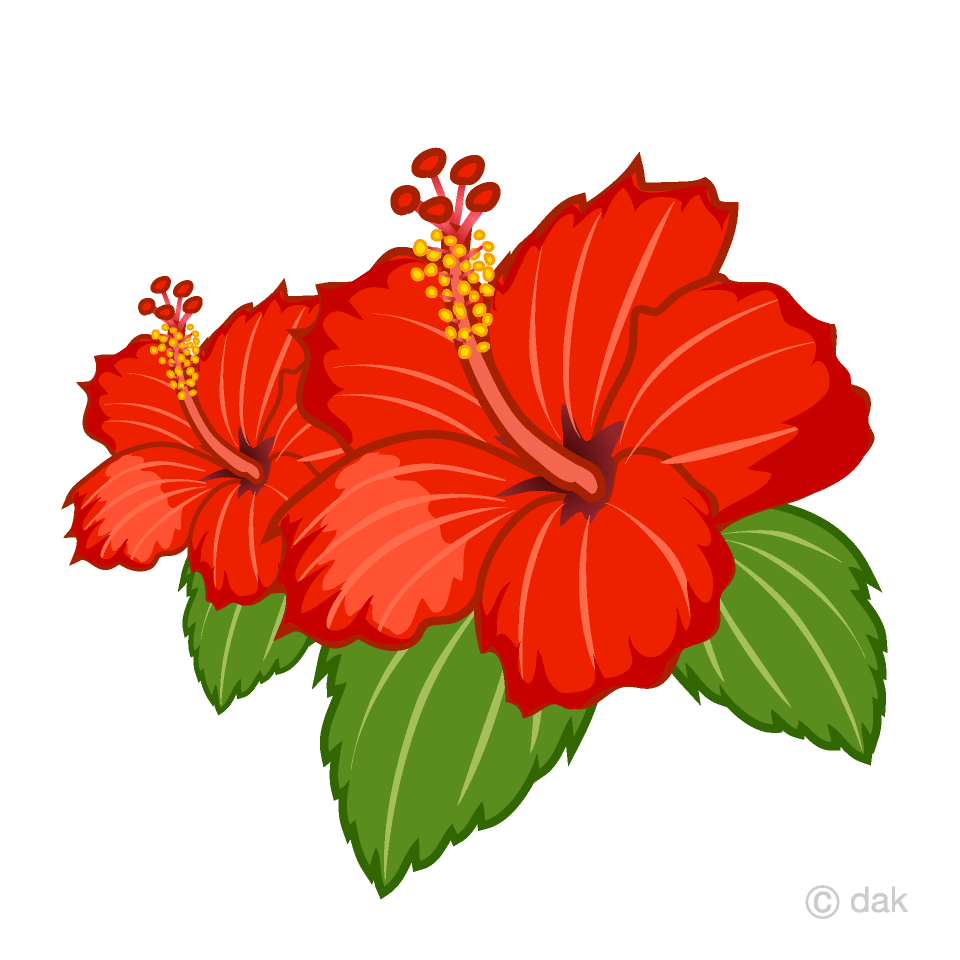 Two Hibiscus Flowers