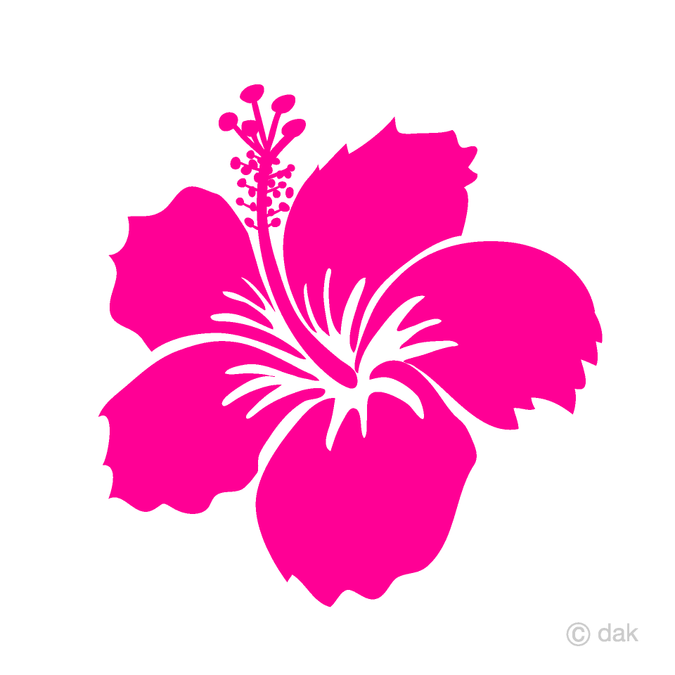 Pink Hibiscus Flower