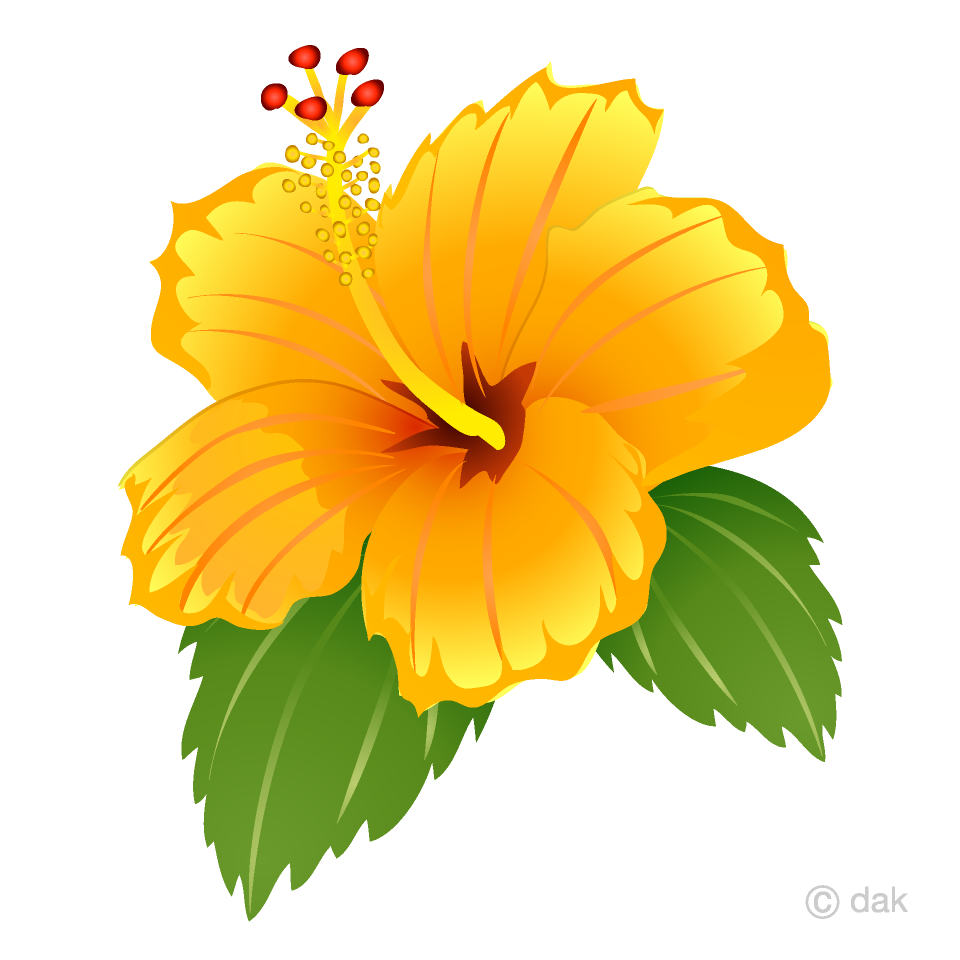 Yellow Hibiscus