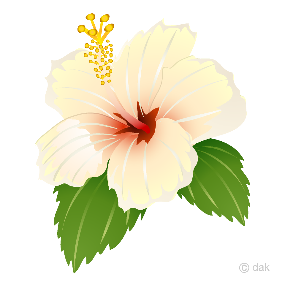 White Hibiscus