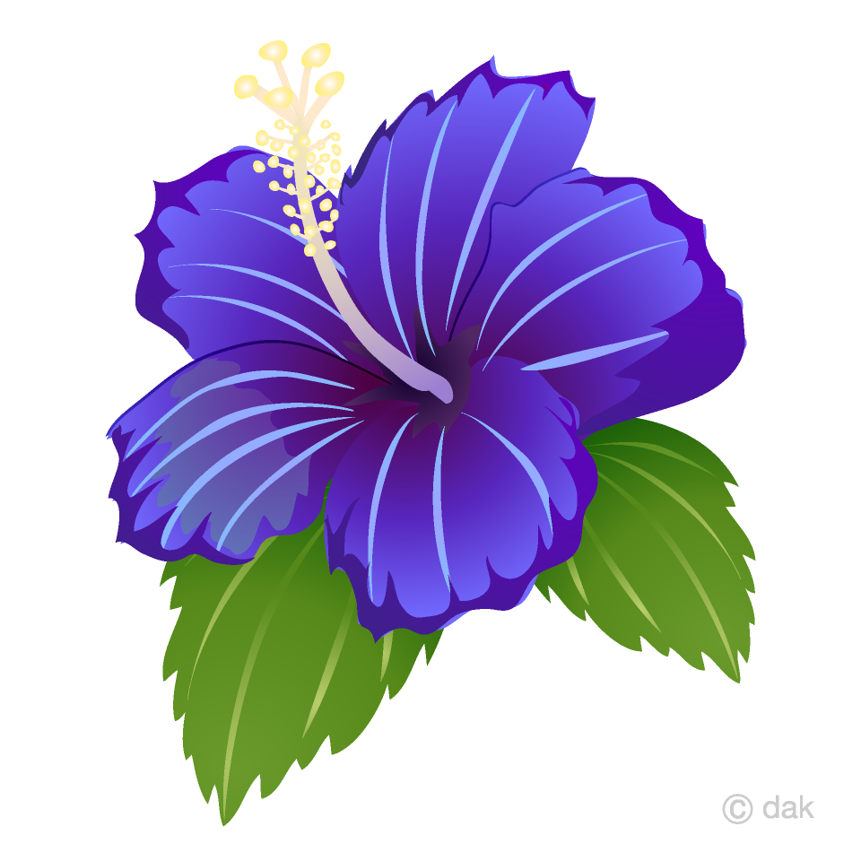 Blue Hibiscus