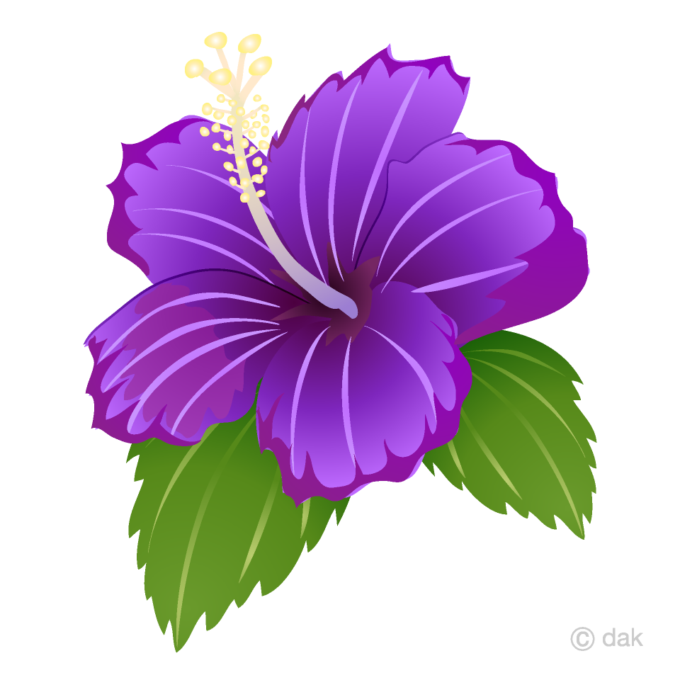 Purple Hibiscus