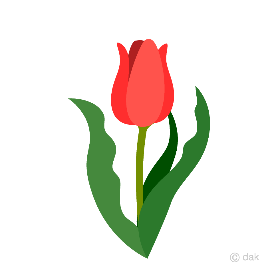 Red Tulip