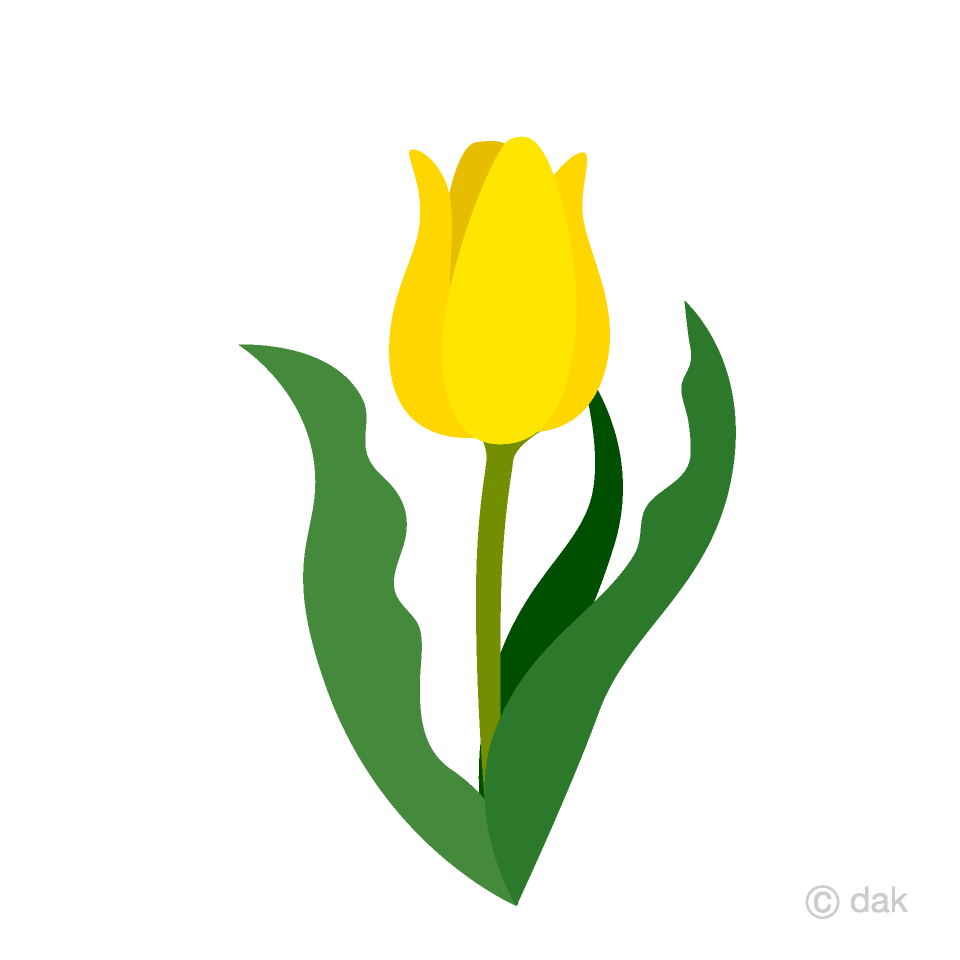 Tulipán rojo