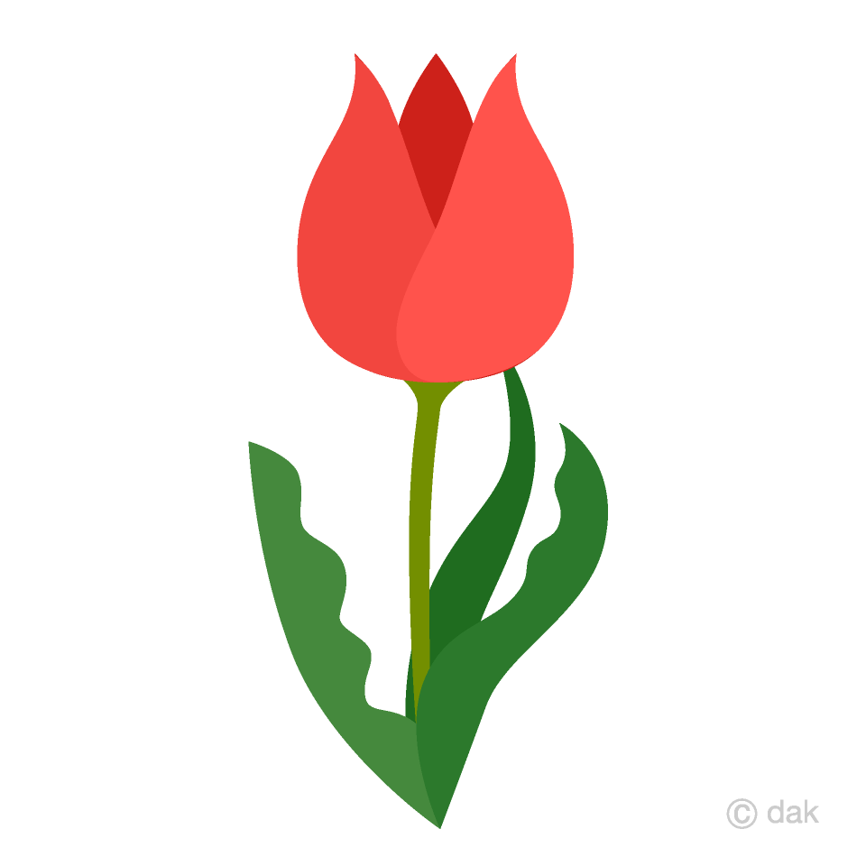 Cute Tulip