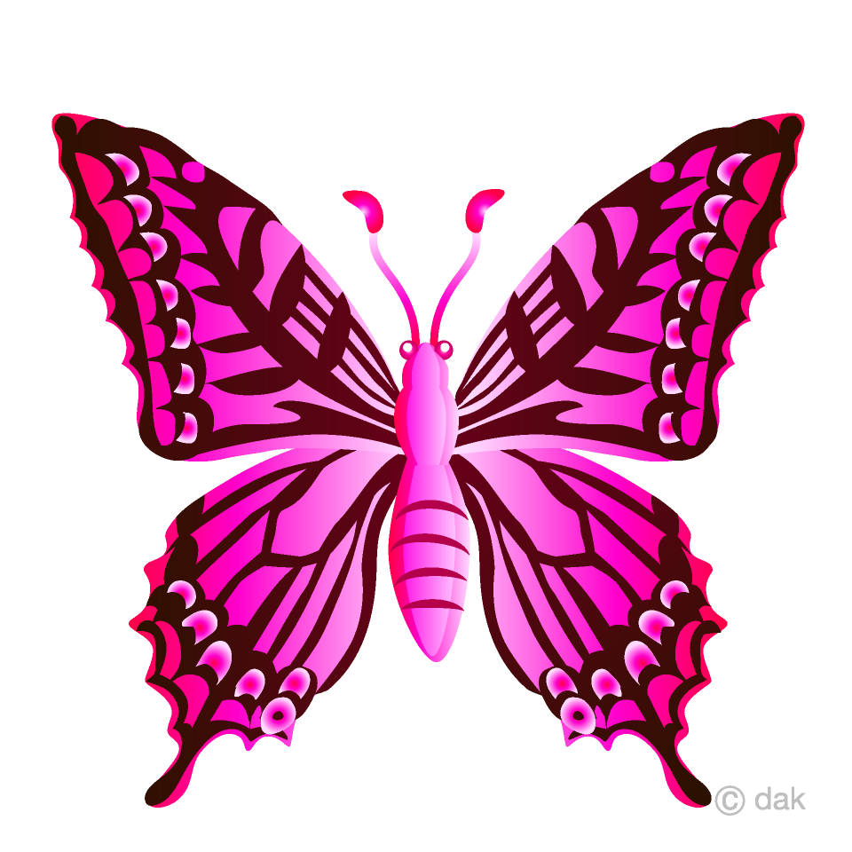 Pink Colorful Butterfly
